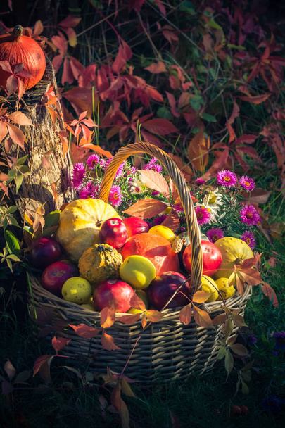 Fruit in a basket. Autumn in the garden - Foto, afbeelding