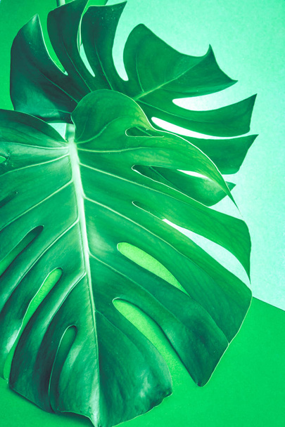 verdadero hermoso monstruo grande hojas sobre un fondo verde, concepto de plantas exóticas
 - Foto, imagen