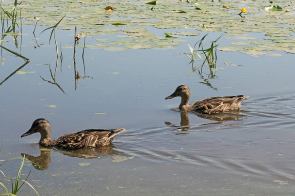Duck on the shore of the Damansky  island of Yaroslavl. Sunny summer day in Yaroslavl. - Foto, immagini