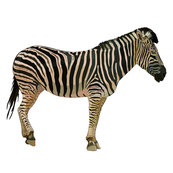 Vektorillustration eines abstrakten Zebras auf weißem Hintergrund. Folge 10 - Vektor, Bild
