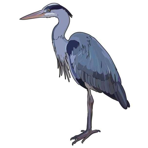 Heron. Tropic renkli kuş. Vektör çizim, Eps 10 - Vektör, Görsel