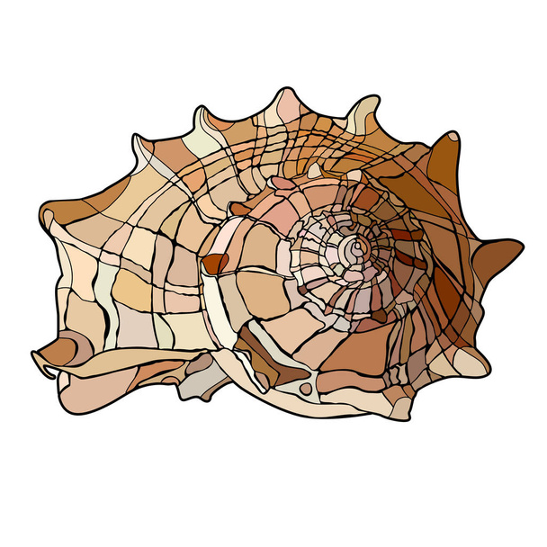 Tropical marine mollusk with a spiral shell. Vector illustration - Vektör, Görsel