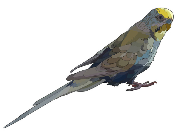 Budgerigar. Vector isolated elements on the white background. - Vettoriali, immagini