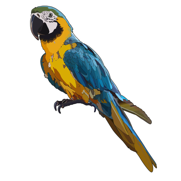 Vector colorful tropical parrot. Vector isolated elements on the white background. - Vector, Image
