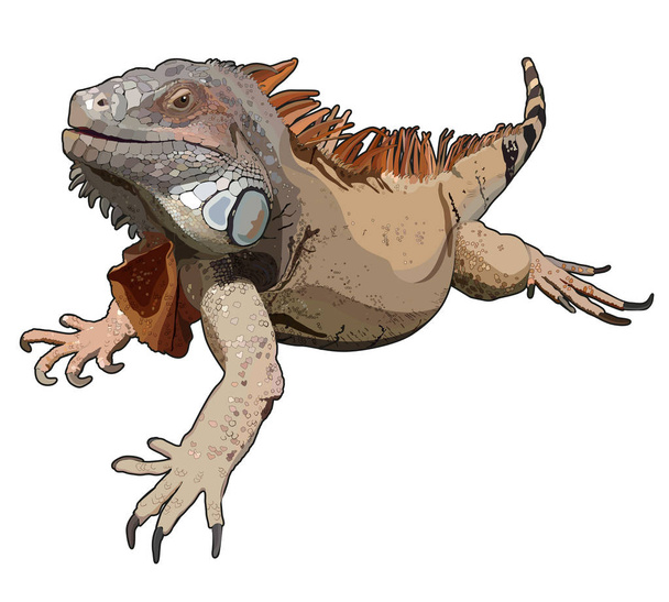 Gyík iguana fehér alapon. Vektoros illusztráció. - Vektor, kép