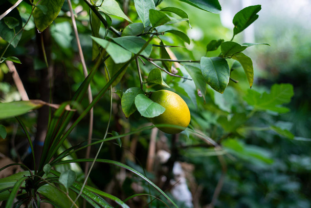 Maduración de limón en los arbustos en un gran invernadero
. - Foto, Imagen