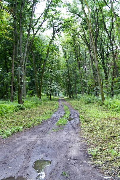 Chemin de terre dans la forêt de feuillus de printemps après la pluie. Contexte naturel
 - Photo, image
