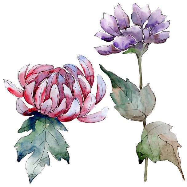 Watercolor colorful aster flower. Floral botanical flower. Isolated illustration element. Aquarelle wildflower for background, texture, wrapper pattern, frame or border. - Foto, Imagem