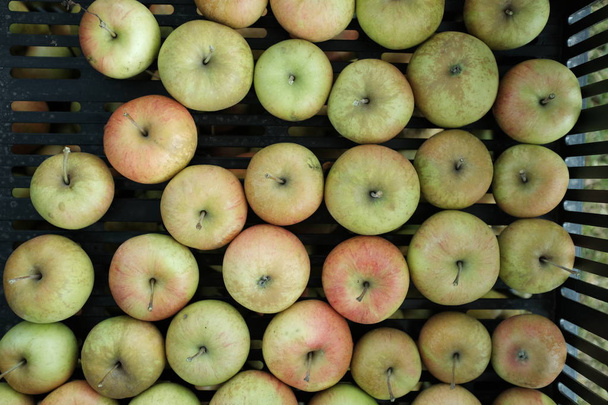 Органические яблоки в корзине в саду. Свежие яблоки в природе
 - Фото, изображение