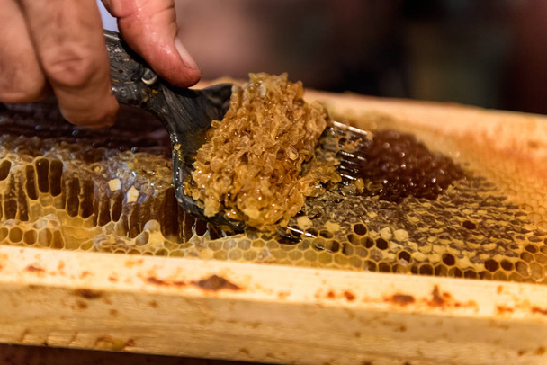 Apicoltura. L'apicoltore rimuove i coperchi di cera dalle cornici dei favi, preparando le cornici per l'estrazione del miele
 - Foto, immagini