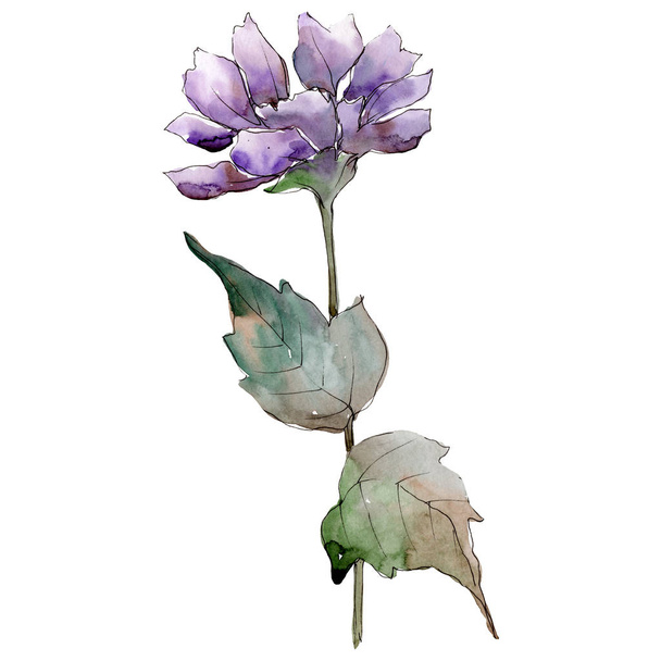 Aquarel purple aster bloem. Floral botanische bloem. Geïsoleerde illustratie element. Aquarelle wildflower voor achtergrond, textuur, wrapper patroon, frame of rand. - Foto, afbeelding