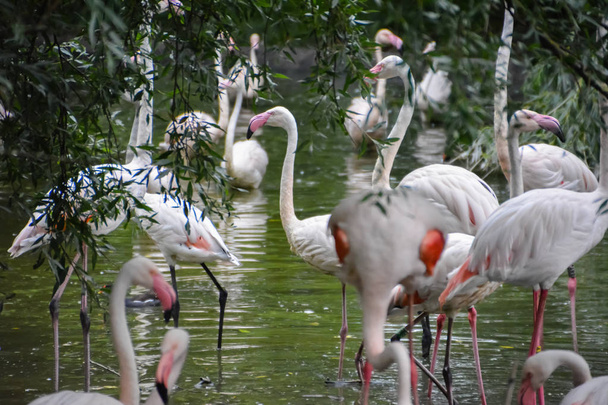 Pink flamingo lub flamingami są rodzaj ptaka z rodziny skrzydło, tylko rodzina ptaków w kolejności Phoenicopteriformes. Wielka Brytania. - Zdjęcie, obraz