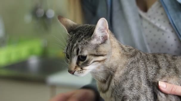 Katze mit Übelkeit aus Narkose - Filmmaterial, Video