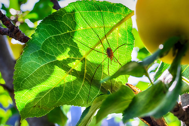 Macro foto de una pequeña manzana con una araña
 - Foto, imagen