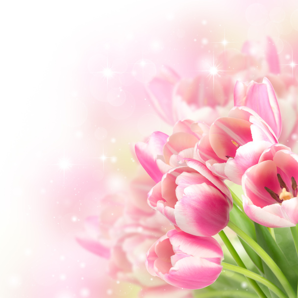 Blühende Tulpen - Foto, Bild