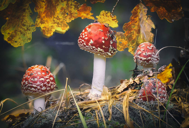 Аманіта мускарія літає агаринові червоні гриби з білими плямами в траві
. - Фото, зображення