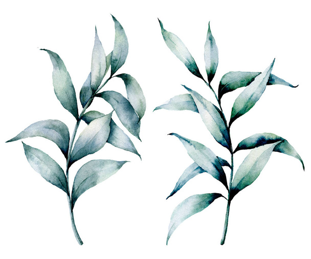 Akwarela srebrny zestaw eukaliptusa. Ręcznie malowane zaszczepiono eukaliptusa gałąź z liści na białym tle. Ilustracja kwiat kwiatowy dla projektowania, drukowanie, tkaniny lub tła. - Zdjęcie, obraz