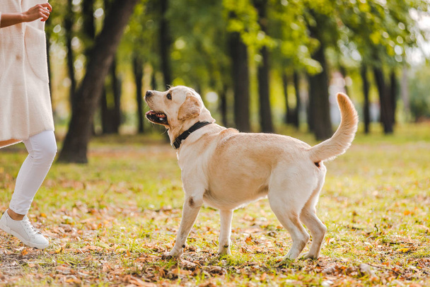 .A young woman plays with her dog Labrador in the park in the fall. Throws a stick to the dog. - Фото, изображение
