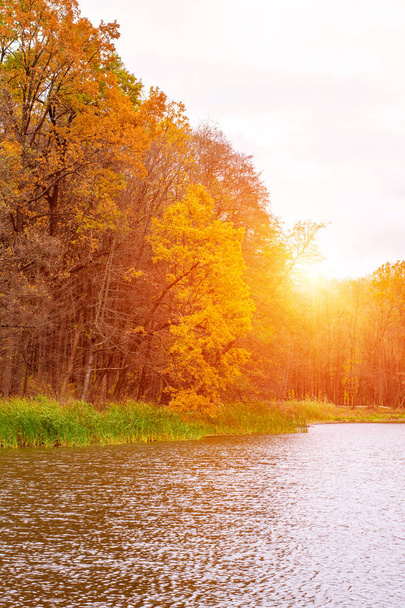Photo of beautiful orange autumn forest with leaves near the lake - Photo, Image
