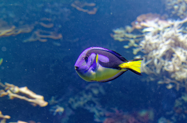 Dorie τροπικά ψάρια σε ένα θαλάσσιο ενυδρείο στην μπλε οπτική Paracanthurus hepatus - Φωτογραφία, εικόνα