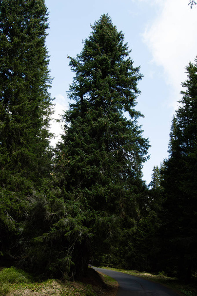 αειθαλή δέντρα και το γαλάζιο του ουρανού πάνω από ελικοειδή δρόμο - Φωτογραφία, εικόνα