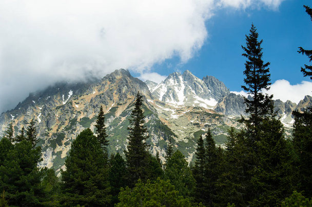 montañas rocosas vistas a través de pinos
 - Foto, imagen