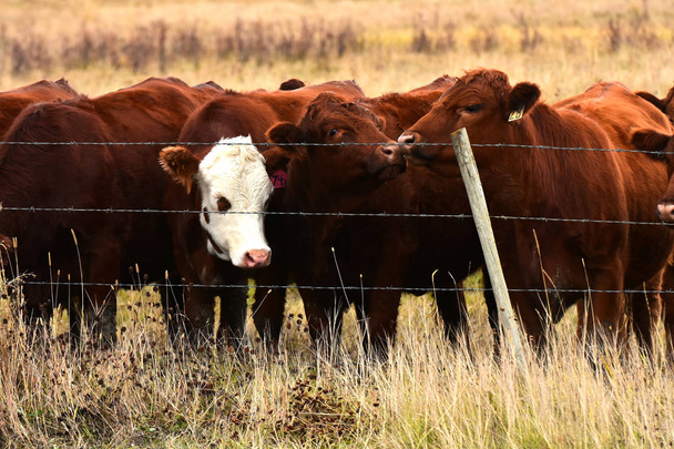 Obraz z bydła mięsnego w brązowy łąka.  - Zdjęcie, obraz