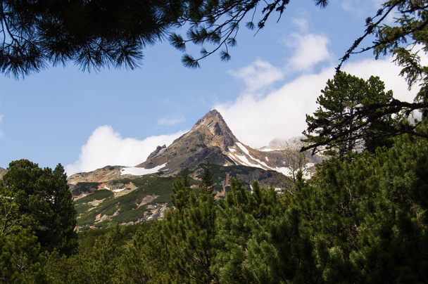 rocky mountains viewed through pine trees - Фото, изображение