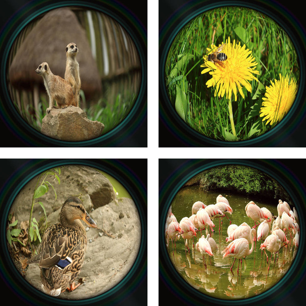 Sarja 4 eristettyä luontokuvaa - näkymä kameran linssin läpi: Meerkat (suricate), mehiläinen voikukka, ankka ja flamingojen parvi, 4 yksittäistä valokuvaa yhdessä
  - Valokuva, kuva