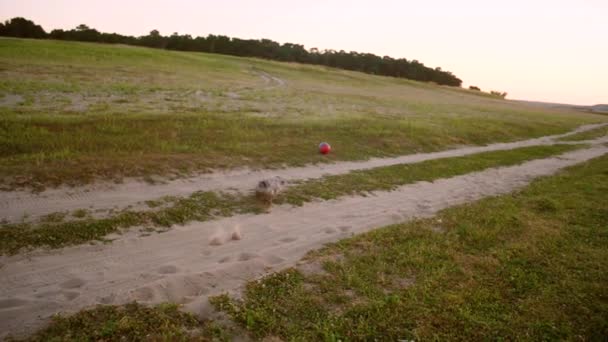 Kutya fut, ezen a környéken: homok, és játszik a labdát. - Felvétel, videó