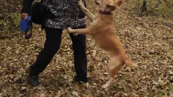 Azafata con perro está jugando en el parque de otoño
 - Metraje, vídeo