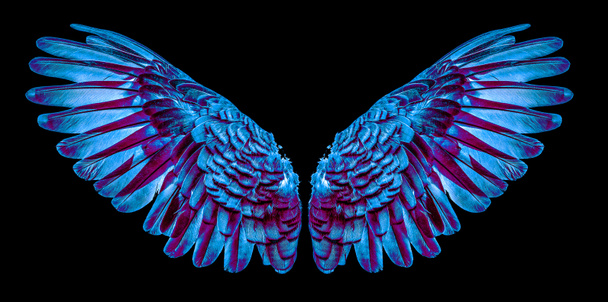 Крила ізольовані на чорному фоні - Фото, зображення