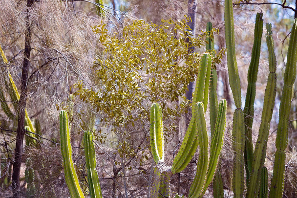 Інвазивні Колюча груша зараження пошкодження навколишнього середовища навколо поля gem в центральній Австралії Квінсленд - Фото, зображення