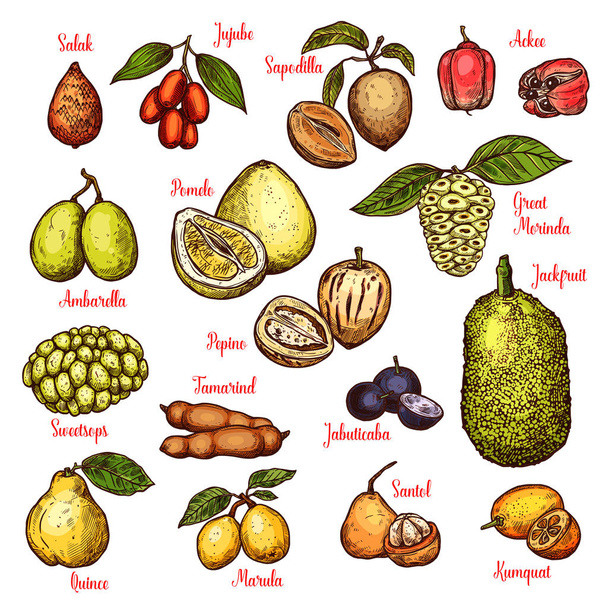 Vector sketch exotic tropical fruits - Wektor, obraz