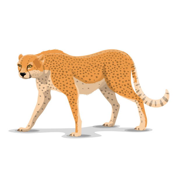 Cartoon cheetah wild animal, vector - Vector, Image