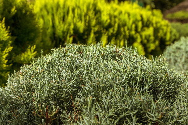 Photo depicting branch of juniper blossoming in springtime, fruiting. New fresh brunches of evergreen juniper in garden, blurred background. Berries ripen on branches of juniper. Herbal medicine. - Photo, Image