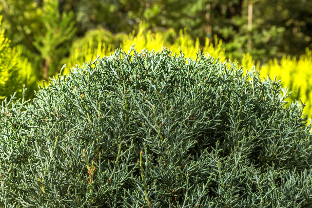 Photo depicting branch of juniper blossoming in springtime, fruiting. New fresh brunches of evergreen juniper in garden, blurred background. Berries ripen on branches of juniper. Herbal medicine. - Photo, Image