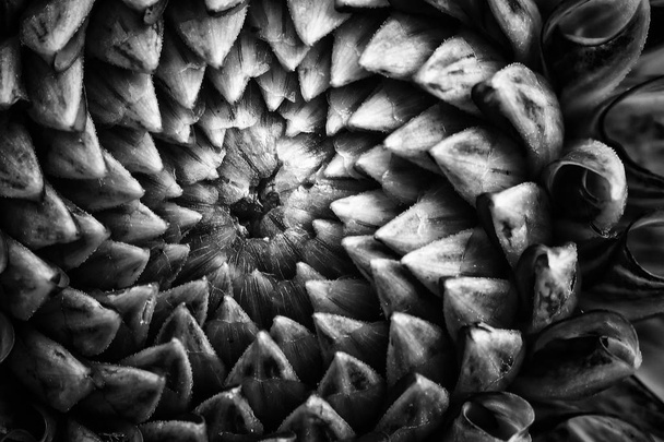 Monochrome dahlia flower head close up. Artistic pattern view of a garden blooming plant full of petals and florest with deep tones - Photo, Image