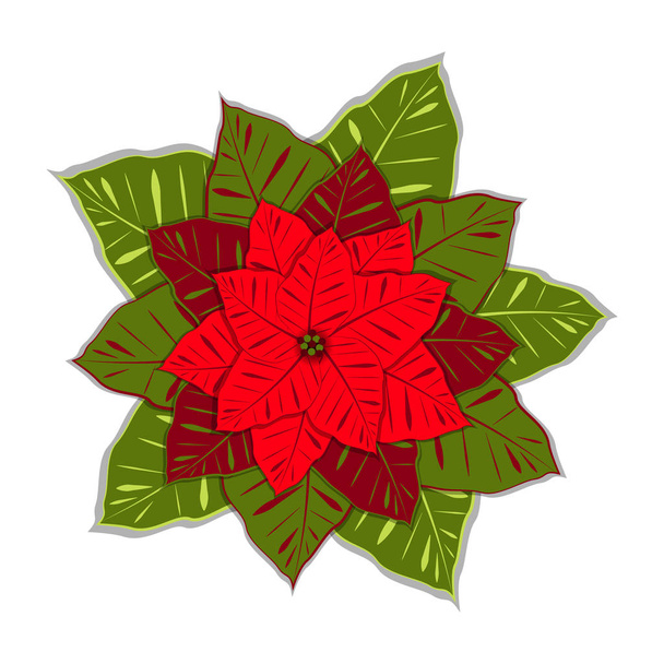 Atatürk çiçeği. Euphorbia pulcherrima. Vektör çizim. Yeni yıl Noel geleneksel Semboller - Vektör, Görsel