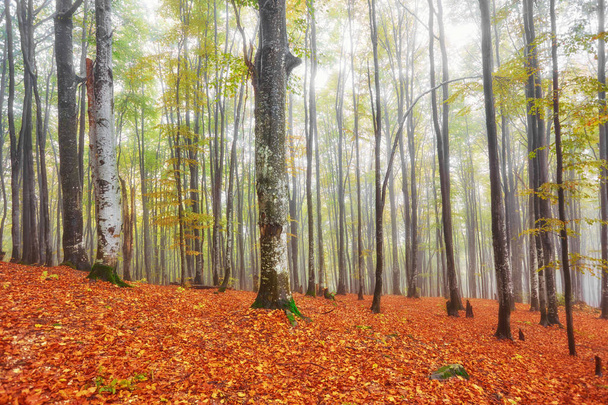 A pálya ködös fa őszi táj - Fotó, kép