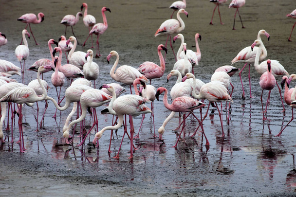 menor colonia de flamenco y Rosa Flamingo en Walvisbaai, Namibia
 - Foto, imagen