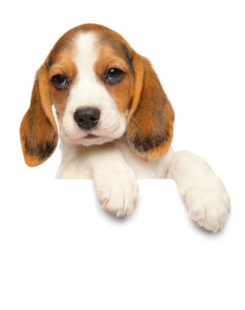 Beagle puppy above banner isolated on white background. Baby animal theme - Fotó, kép
