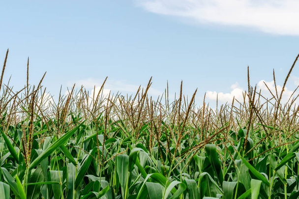Blick auf grünen Mais, der auf einem Feld vor blauem Himmel wächst. landwirtschaftliche Plantage. ländlicher Hintergrund. Nahaufnahme. - Foto, Bild