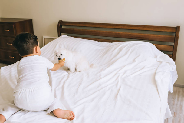 lindo niño pequeño alimentación perro bichon con galleta en el dormitorio
 - Foto, imagen