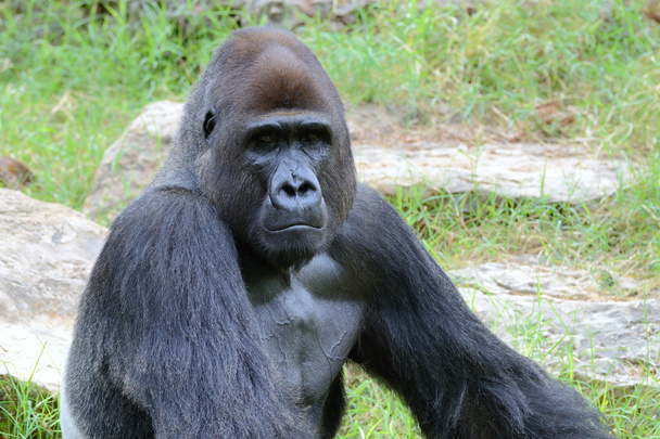 Gorillas männliches Porträt - Foto, Bild