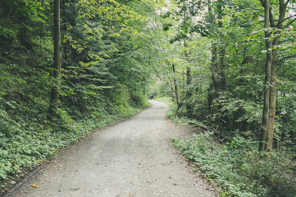 einfacher Feldweg im Sommer im ländlichen Wald mit Bäumen  - Foto, Bild