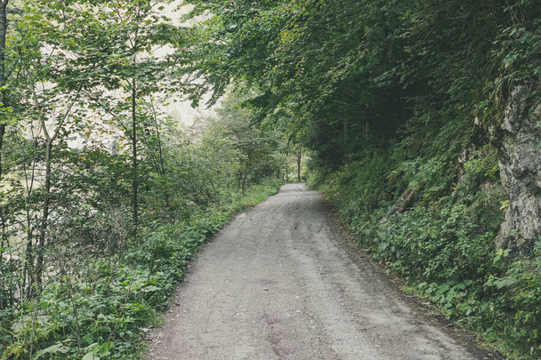 einfacher Feldweg im Sommer im ländlichen Wald mit Bäumen  - Foto, Bild