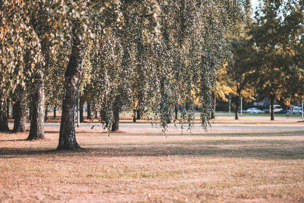 huş ağaçları Sonbahar Park sarı ve yeşil yapraklarla  - Fotoğraf, Görsel