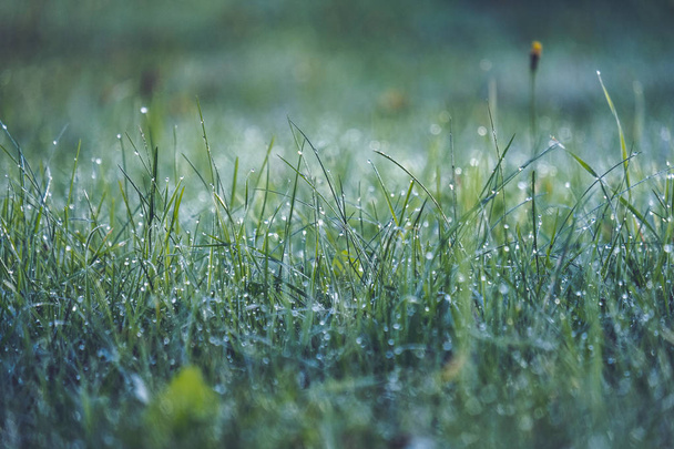 mattina gocce di rugiada a prato erba verde durante la stagione autunnale
  - Foto, immagini