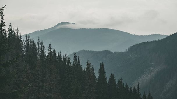 covered in mist mountain tops of western Carpathian in autumn  - 写真・画像